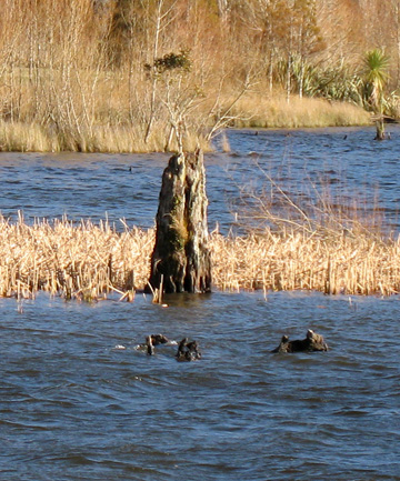 Click to enlarge Tree Stump