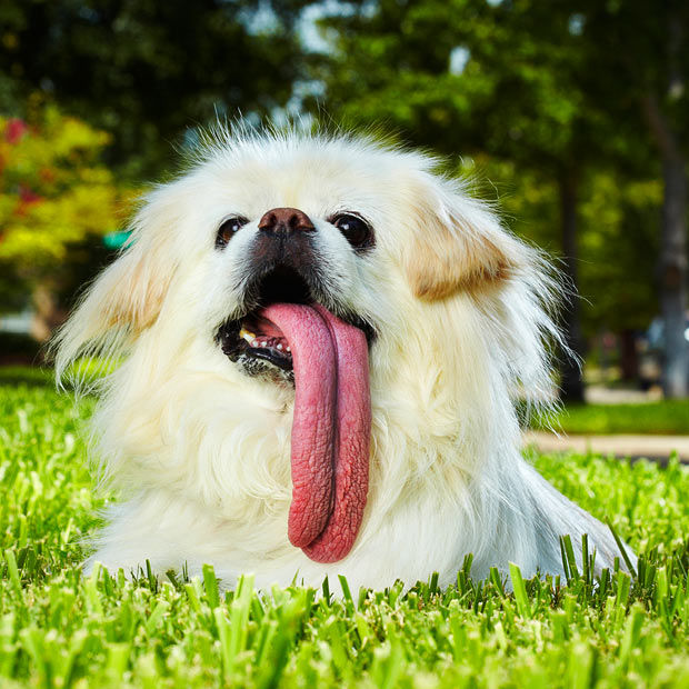 64  Animal Tongues Book 