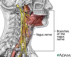 Click to enlarge Vagus Nerve