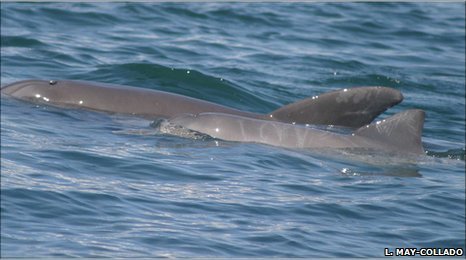 Click to enlarge dolphin