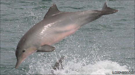 Click to enlarge dolphin