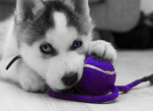 Click to enlarge Man's Best Friend
