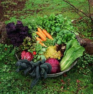 vegetable_gardening.jpg