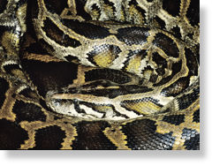 burmese_python.jpg