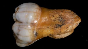 Denisovans Tooth
