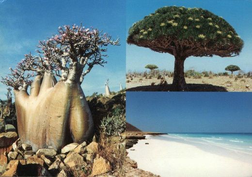 Socotra island