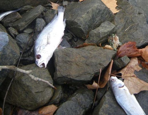 Click to enlarge More dead birds and fish 4