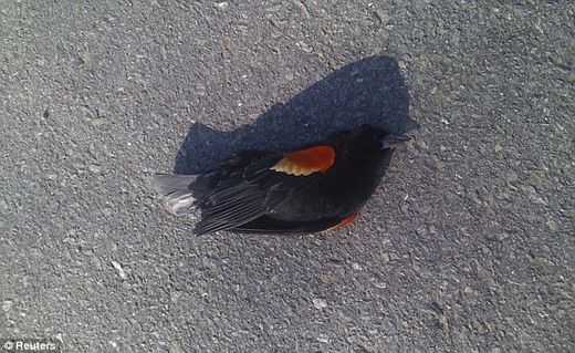 Click to enlarge More dead birds and fish 6