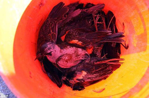 Click to enlarge More dead birds and fish 7