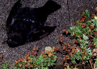 Click to enlarge dead blackbird