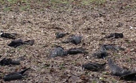 Click to enlarge dead dove