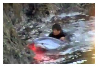 Click to enlarge Dolphin Slaughter