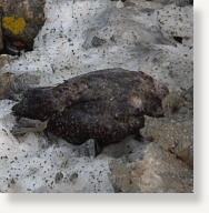 Click to enlarge dead duck