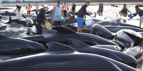 Stranded Whales