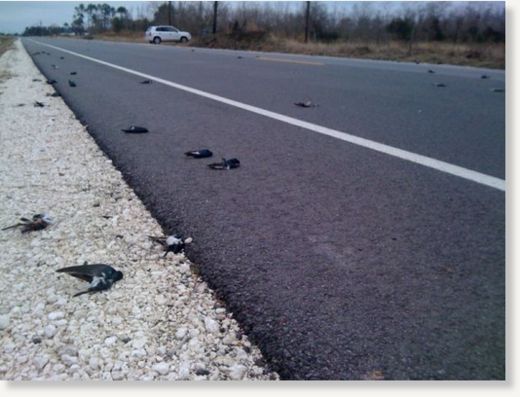 Dead Birds Louisiana
