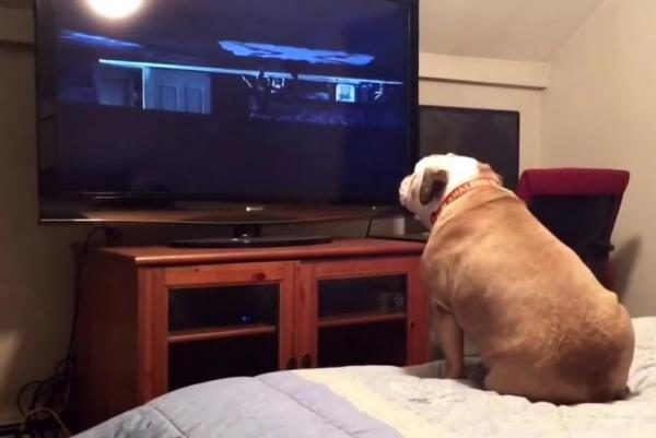 DOG WATCHING TV