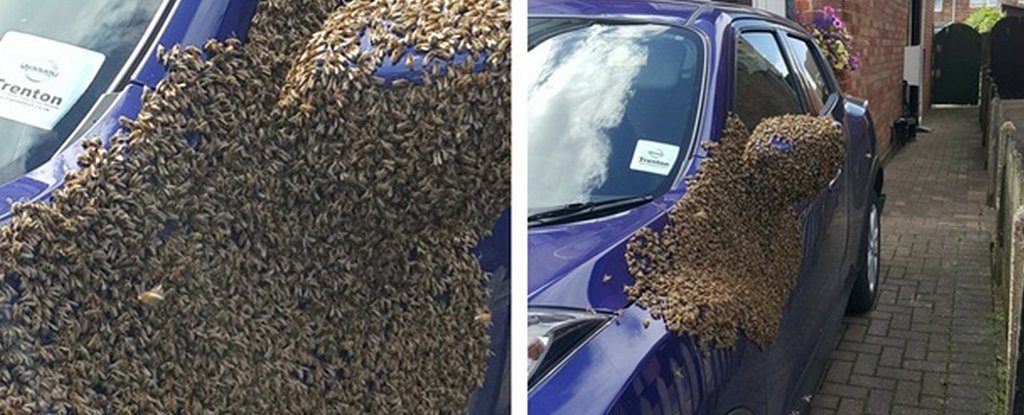 Bees takeover car Hull UK