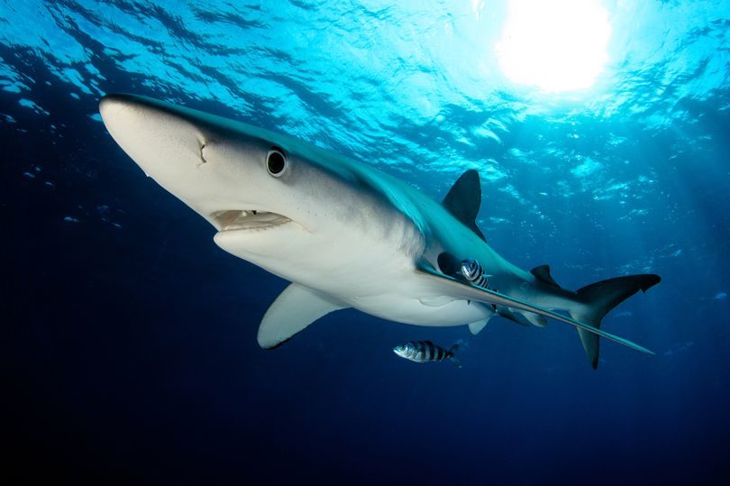 A blue shark bit a Spanish pensioner, leaving a two inch gash
