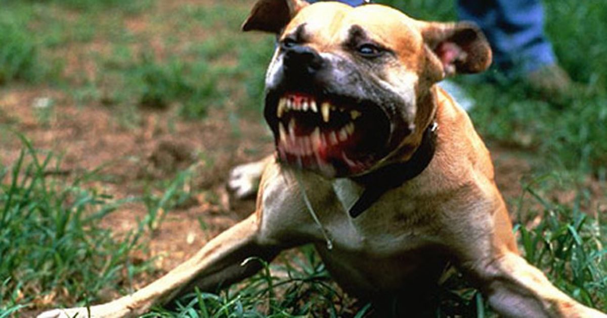 Click to enlarge pit bull