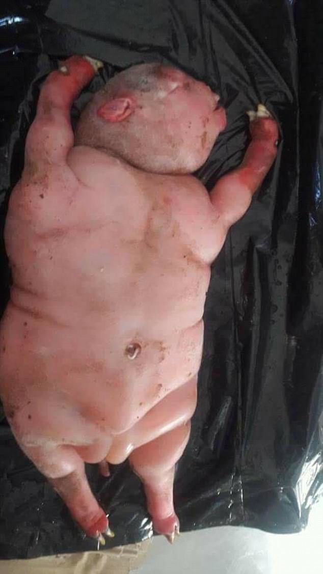 Click to enlarge Chief Director of Veterinary Services Dr Lubabalo Mrwebi admitted that at first glance the lamb which was born dead did resemble a human being but was not part human