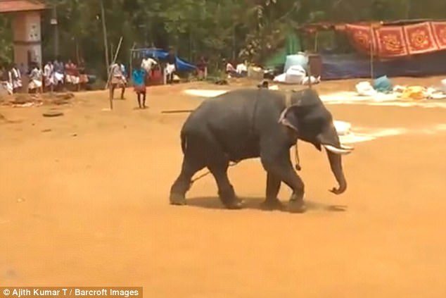 It is not clear what sparked the elephant's rage at the Ambalapura festival in Thrissur, Kerela