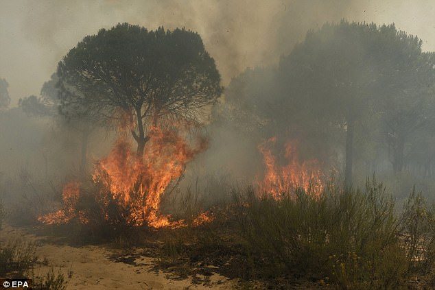 The fire started around 9.30pm last night in an area of pine trees called La Penuela de Moguer. Pictured: A tree burning today in Huelva 