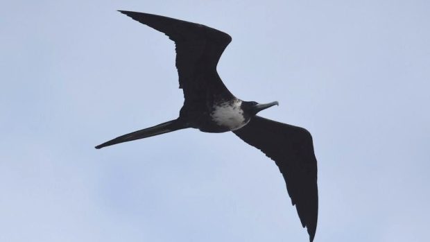 The tropical magnificent frigatebird made a rare appearance at Point Pelee, Ont. on Thursday afternoon.
