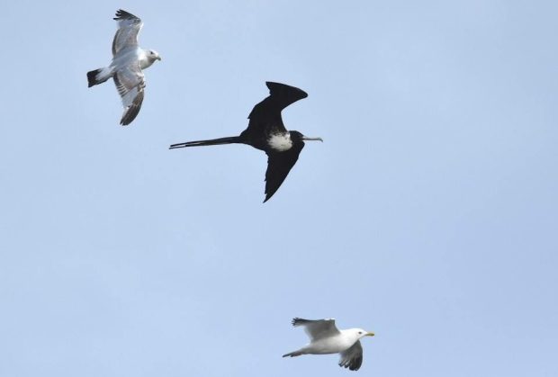 Several gulls were harassing the magnificent frigatebird, which made a rare visit to Point Pelee on Thursday.