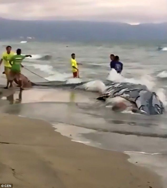 Marines were filmed struggling to move a huge dead whale that had beached itself on Mexican shores