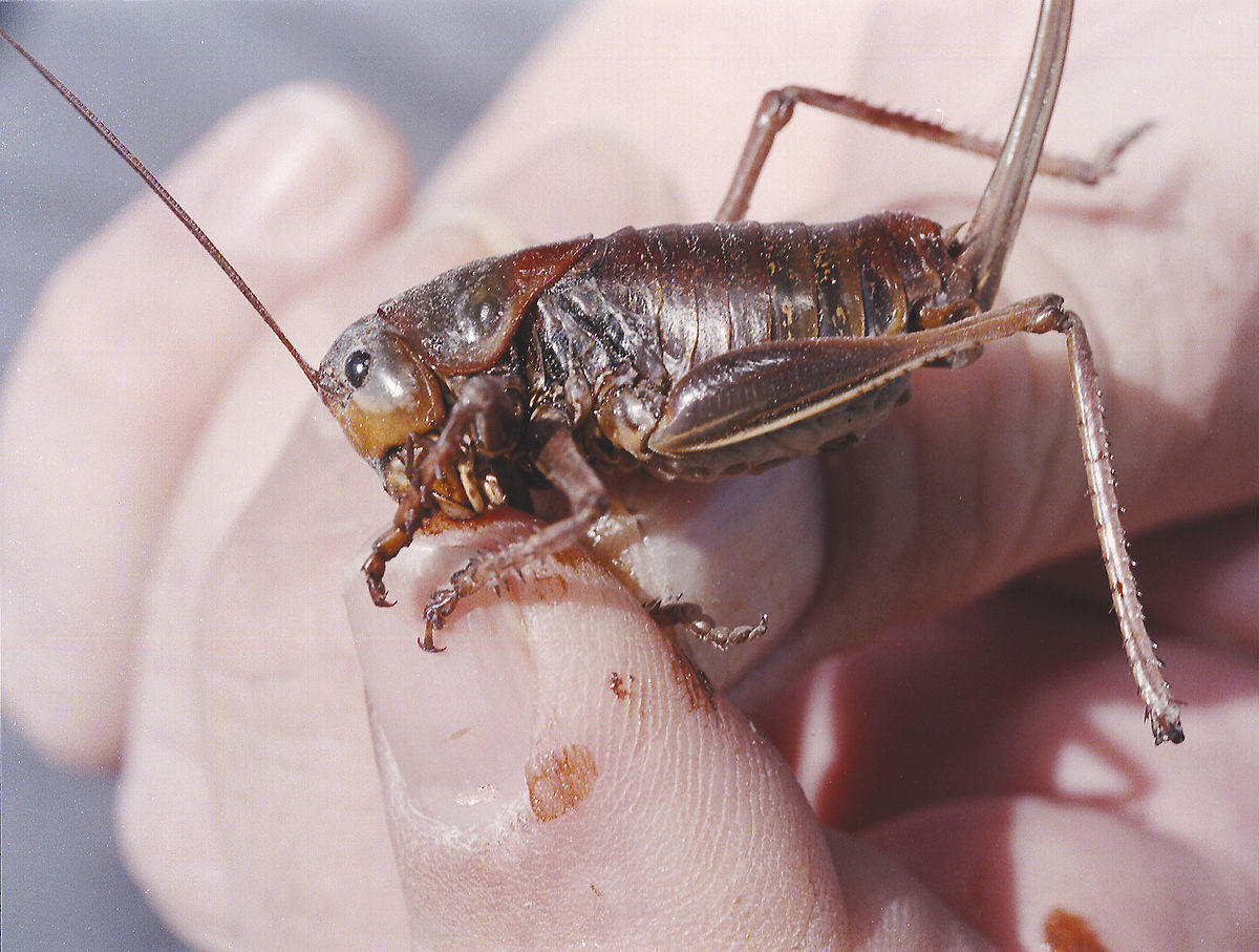 FILE - In this June 10, 2003, file photo, Jeff Knight, an entomologist with the Nevada Department of Agriculture, holds a female Mormon cricket north of Reno, Nev.