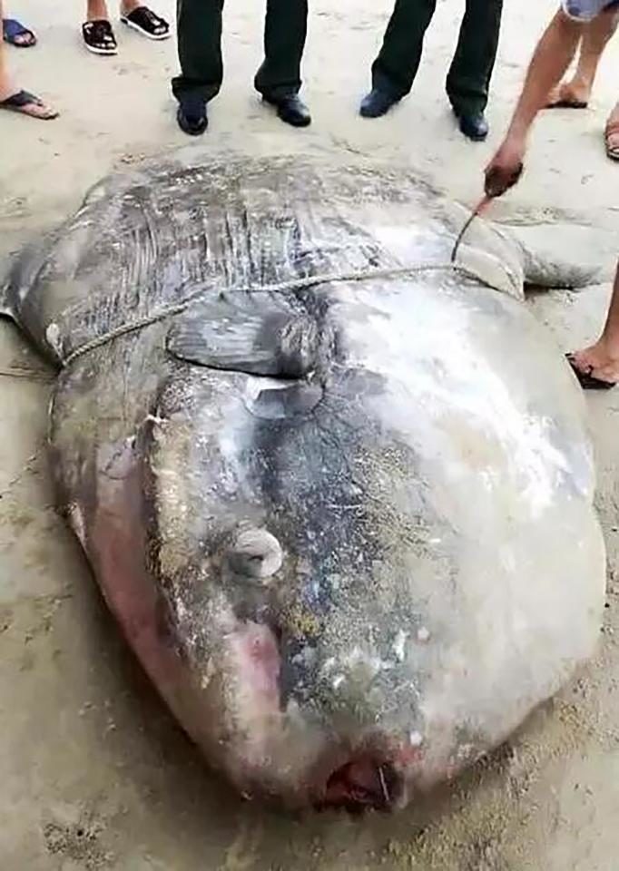 Residents of Liu’ao Township in China found this colossal sunfish washed up