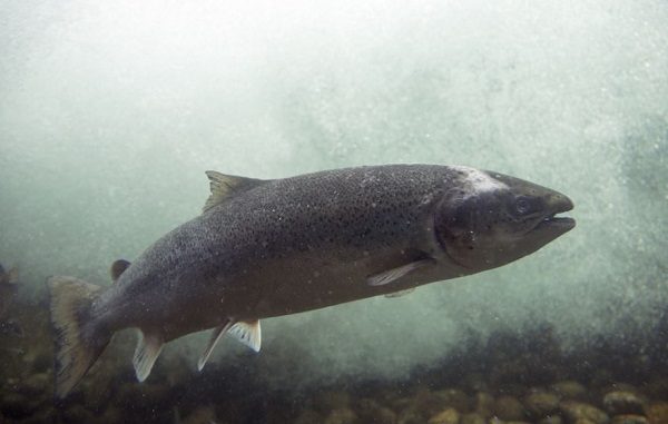 Click to enlarge salmon