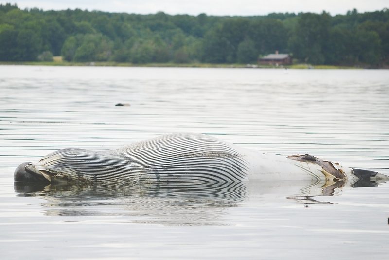 A dead minke whale was found washed up along Great Bay in Newington Tuesday morning.