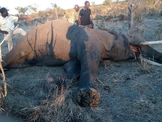 The elephant called Mbanje, which translates to Cannabis, was shot dead after it was deemed he was still in a state of rage and was a danger to the public