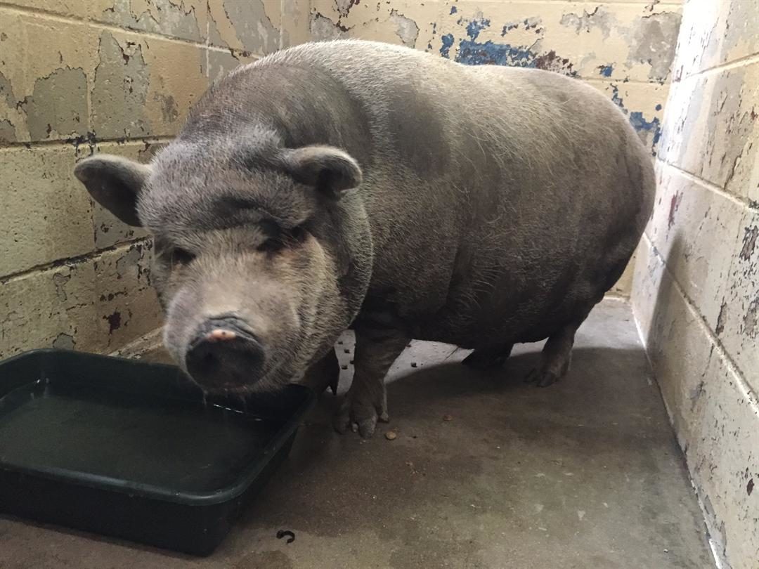 Booger the pig attacked a 3-year-old girl in Rogersville.