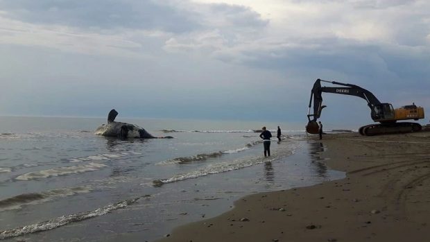 An endangered North Atlantic right whale that was found lifeless in the Gulf of St. Lawrence is being towed for a post-mortem examination in this file photo