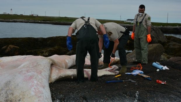Department of Fisheries and Oceans personnel take samples from a dead right whale that washed up on the shores of Cape Ray, on the west coast of Newfoundland.