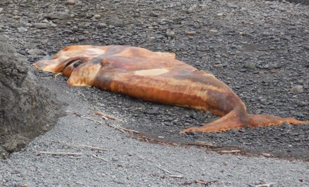 This dead right whale was found south of the River of Ponds area, one of four found on the west coast of Newfoundland.