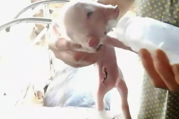 BIZARRE: This two-headed piglet just can't get enough milk