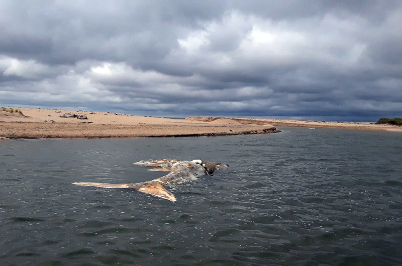 Carcass floated into Edgartown Great Pond
