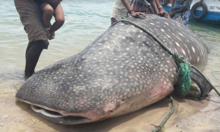 The whale shark that washed ashore on Tuesday was 18 feet long with a circumference of 10 feet.