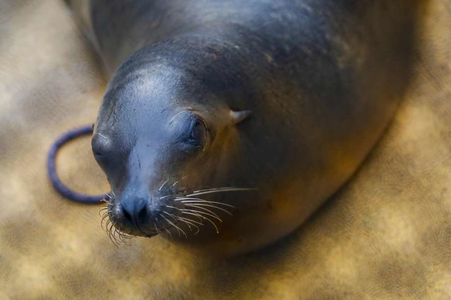 A California sea lion suffering from domoic acid poisoning