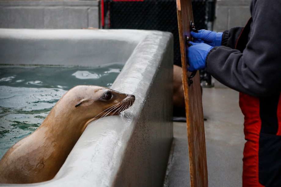 Veterinarian Geraldine Lacave uses a wooden board to block a California sea lion during a neuroscore exam to evaluate the cognitive brain function in another sea lion suffering from domoic acid poisoning at the Marine Mammal Center in Sausalito.