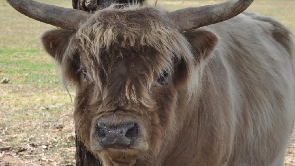 A man has been critically injured after being attacked by a bull (not pictured).