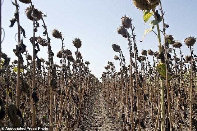 Sunflowers decimated by drought are seen in a field in Padina, Serbia