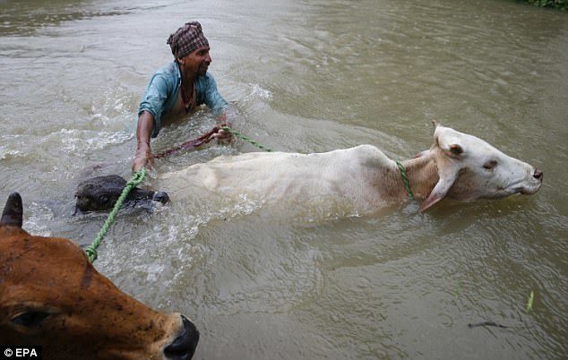 Another villager attempts to save cattle from the flooding, which has killed over 25 people in two days