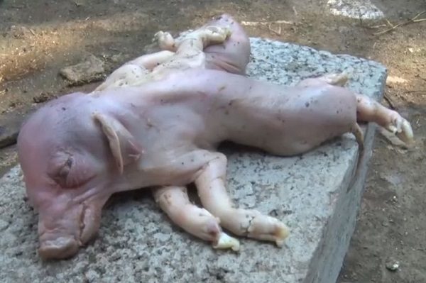 Deformed pig