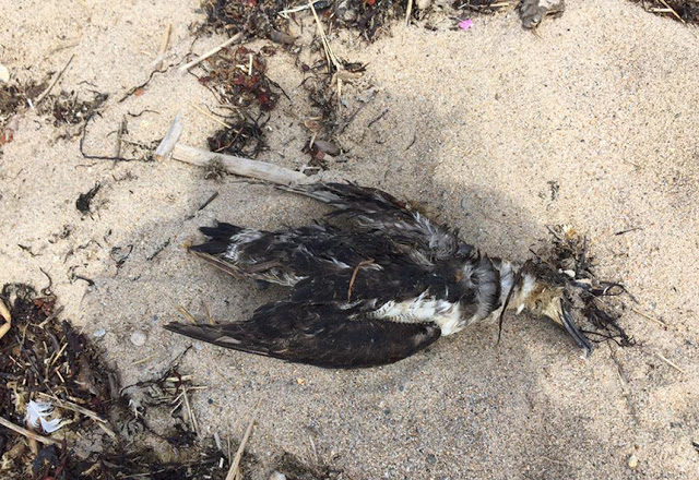 A dead great shearwater recently found on a Block Island beach.