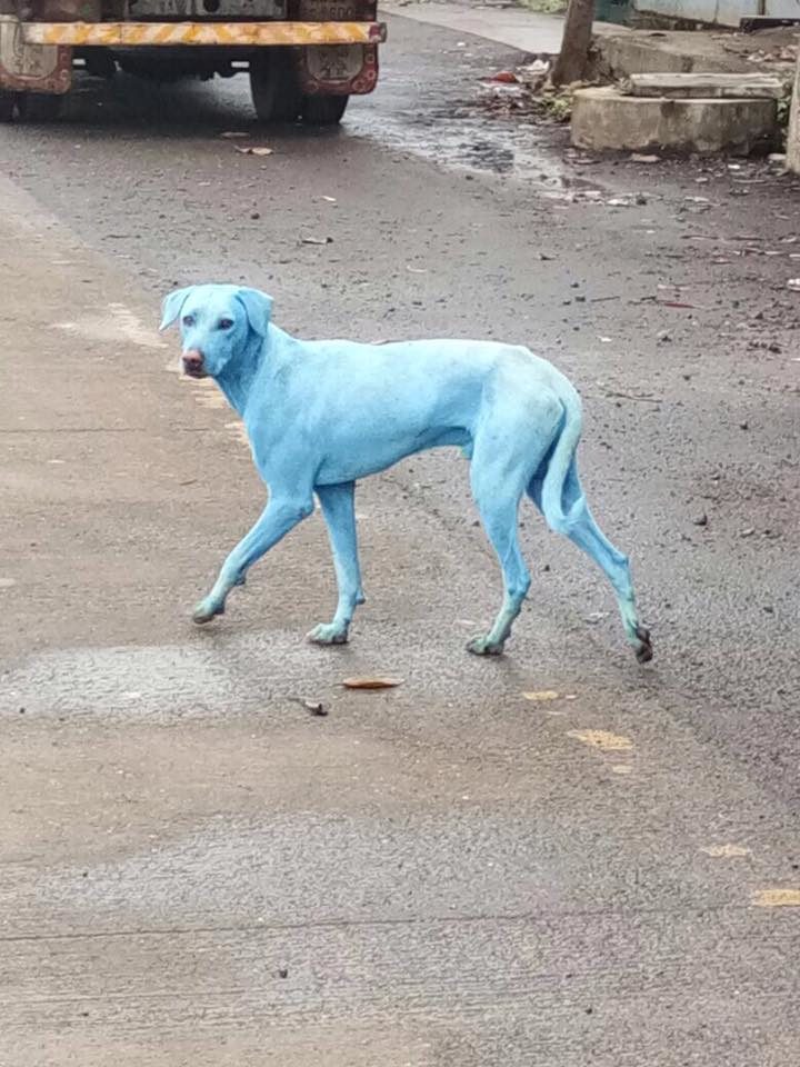 Blue dog in India
