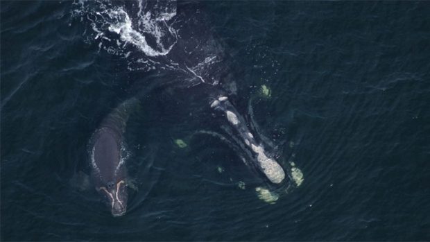 The dead whale has been identified as a reproductive female named Couplet, pictured here in 2003 with one of her calves.